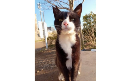 【返礼品なし】「てくてくさくらねこ」　地域猫活動支援【てくてくさくらねこの会】_HA1118