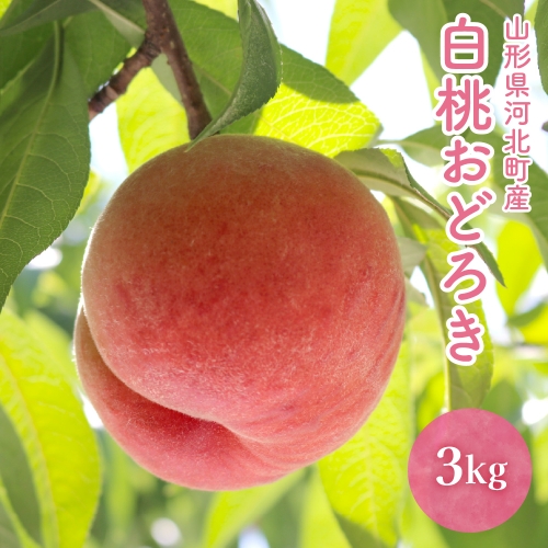 【令和6年産】白桃 「おどろき」 3kg【かほくらし社】 649161 - 山形県河北町