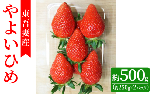 【東吾妻町産】いちご やよいひめ　約250g×2パック 果物 ストロベリー フルーツ デザート 甘味が強い 酸味まろやか 国産 直送 産地直送 おやつ 少しやわらか 口当たりが良い  654931 - 群馬県東吾妻町