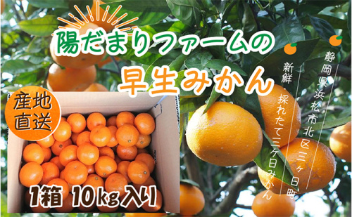 先行予約【2025年11月中旬より順次発送】陽だまりファームの早生 三ヶ日みかん 10kg 1箱  果物 柑橘 フルーツ 甘い 酸味 コク 三ヶ日町  658247 - 静岡県浜松市