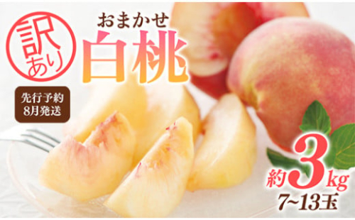 FYN9-731 ≪2026年先行予約≫ ご家庭用 8月発送 山形県産 品種おまかせ 白桃 約3kg(7～13玉) 2026年8月上旬から順次発送 はくとう 桃 もも モモ 果物 くだもの 夏果実 フルーツ 訳あり 農業者支援 家庭用 自宅用 産地直送 山形県 西川町 月山