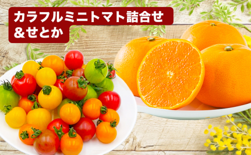 「栗林農園」カラフルミニトマトとせとかのセット 果物類 みかん 4個 フルーツ 野菜 6種 約1Kg カラフルトマト 詰め合わせ  664253 - 愛媛県東温市