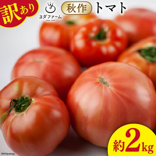 【2025年発送】 秋作 訳あり 桃太郎トマト 2kg [ヨダファーム 山梨県 中央市 21470979] 規格外 家庭用 不揃い トマト とまと 野菜 やさい 2キロ 季節限定 期間限定 産地直送 山梨県産 訳アリ tomato 669256 - 山梨県中央市