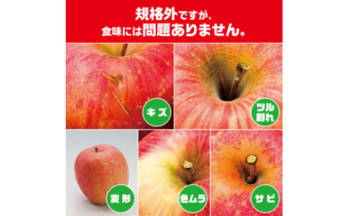 今年も約10kgお届けします!　訳ありりんご「サンふじ」24～46個入＜R6年12月中旬～発送開始＞_ りんご 林檎 訳あり フルーツ 果物 くだもの 傷 規格外 青森県 10kg 人気 おすすめ 送料無料 【1333055】