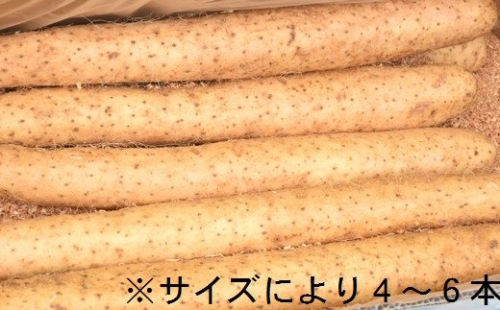 滋養強壮に！青森県産「長いも」（約5kg）ながいも 山芋 いも とろろ ねばり 薬味 野菜 健康 70383 - 青森県三戸町