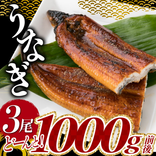 A1526.うなぎの蒲焼3尾(計1,000g前後)『1~2ヶ月前後でお届け!!』【CHU】 75129 - 福岡県新宮町