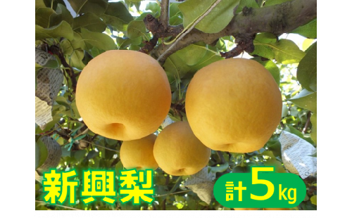 鳥取県産梨「新興梨(しんこうなし)」 5kg  【10月下旬～11月上旬お届け】