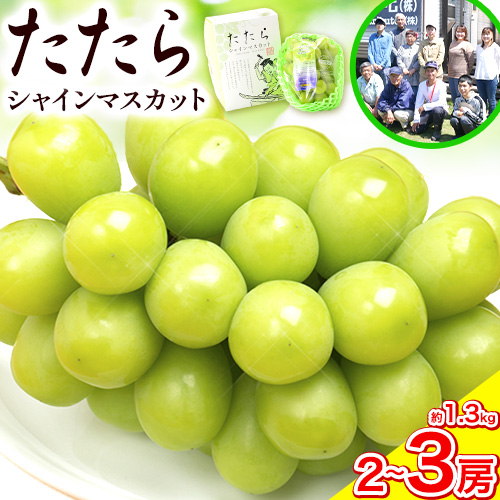 【令和7年度産先行予約】 マスカット シャインマスカット 約1.3kg(2～3房) たたらみねらるシャインマスカット ギフト 糖度18度以上 フルーツ 種無し ぶどう 葡 Y&G．ディストリビューター 岡山県 笠岡市《2025年8月下旬-10月下旬頃出荷》 81341 - 岡山県笠岡市