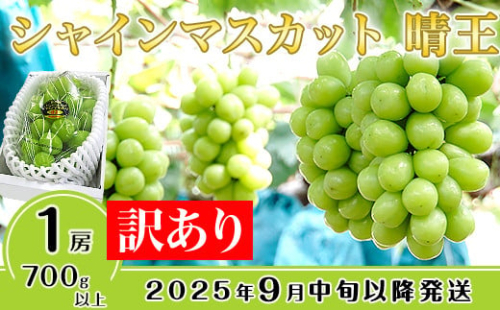 【訳あり】シャインマスカット晴王1房【2026年9月中旬～10月下旬発送予定】（いばら愛菜館）