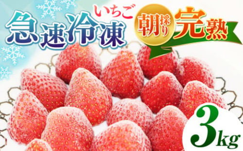 完熟・急速冷凍いちご 3kg | 苺 いちご イチゴ 果物 フルーツ ふるーつ 冷凍 いちご れいとう イチゴ 果実 果汁 冷凍 冷凍食品 冷凍いちご 朝採り 完熟 新鮮 スムージー オススメ 千葉県 君津市 きみつ