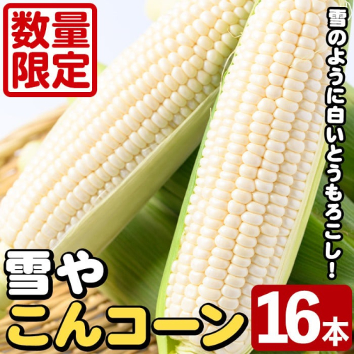 ＜先行予約受付中！2025年6月中旬以降順次発送予定＞白いとうもろこし「雪やこんコーン」(16本) 国産 トウモロコシ 玉蜀黍 ホワイト コーン 野菜 糖度 夏 イネ科 数量限定 期間限定【うとさんち】a-22-16-z 836701 - 鹿児島県阿久根市