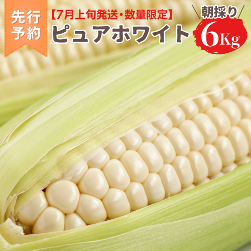 【先行予約 2026年6月下旬以降発送 】 【 令和8年産 】 朝採り 白い とうもろこし ピュアホワイト 約 6kg トウモロコシ 期間限定 甘い 生食 [AX028ya] 843172 - 茨城県八千代町