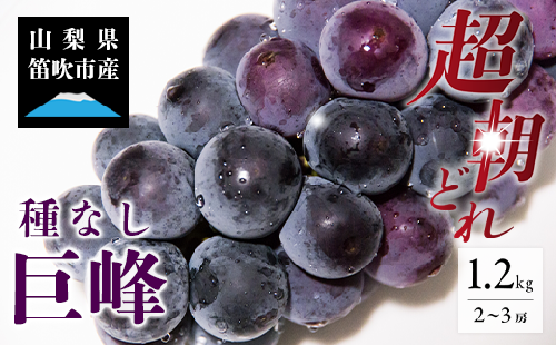 ＜25年発送先行予約＞ 巨峰 2～3房 約1.2kg 154-026 | フルーツ 果物 高評価 人気 ランキング おすすめ 甘い 美味しい デザート 数量限定 送料無料 山梨県産 笛吹市 ぶどう 「販売」 KEIPE株式会社