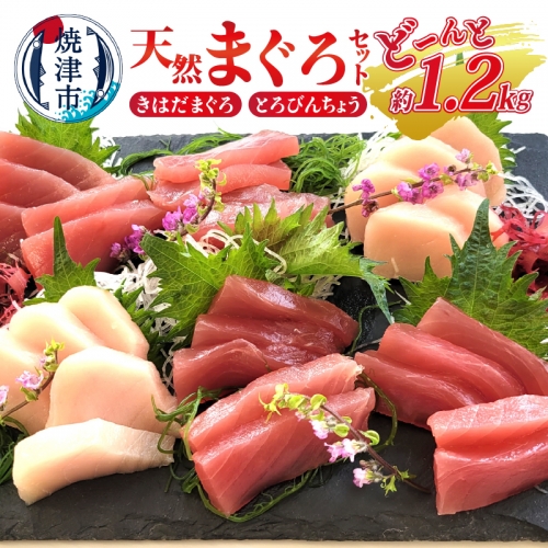 a10-908　天然 まぐろ セット（とろびんちょう・きはだまぐろ） 約1.2kg
 844852 - 静岡県焼津市