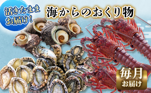 【アワビについて注意事項あり】伊勢海老 アワビ サザエ 定期便 年12回 海からのお届け物 ワカメ ひじき はんばのり 干物 伊勢エビ さざえ あわび わかめ 海苔 天草 煮魚 惣菜 えび 鮑 貝 魚 魚介 魚介類 海鮮 84579 - 静岡県河津町