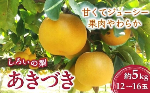 【今秋収穫分】しろいの梨 あきづき 5kg 12～16玉 予約受付 