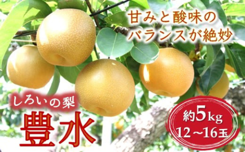 【今夏収穫分】しろいの梨 豊水 5kg 12～16玉 たっぷり果汁 予約受付