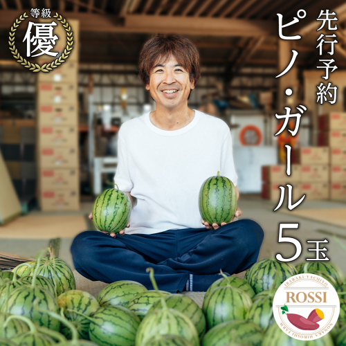 【 先行予約 2026年7月下旬以降発送 】 小玉 スイカ ピノ・ガール 5玉 優以上 NONAKA HIROSHI FARM すいか 西瓜 数量限定 甘い 夏 果物 旬 [AX030ya] 872113 - 茨城県八千代町