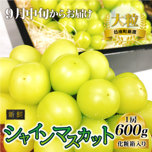 新鮮フルーツ シャインマスカット 1房 600g 果物 くだもの 化粧箱入り【9月中旬からお届け】 902160 - 島根県邑南町