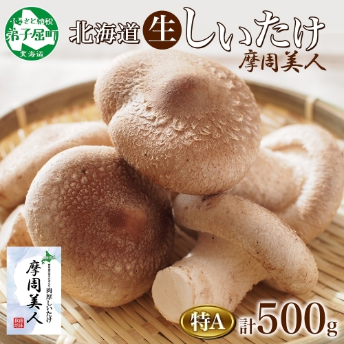 1803. しいたけ 特A 秀品 2パック 計500g 摩周美人 シイタケ 椎茸 生しいたけ きのこ キノコ 菌床栽培 大粒 肉厚 BBQ バーベキュー 送料無料 北海道 弟子屈町 5000円
 909203 - 北海道弟子屈町
