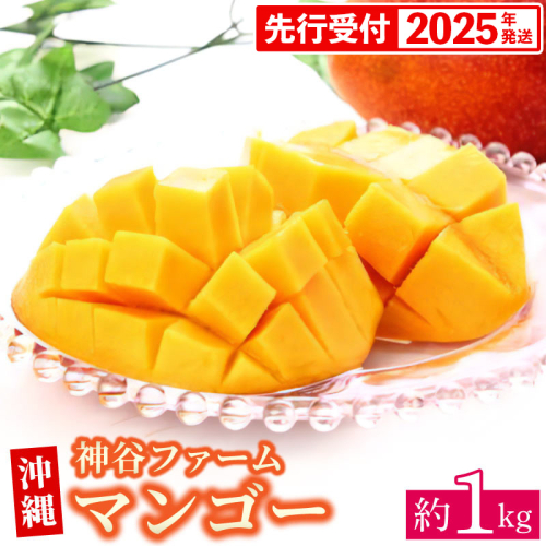 【先行受付】【2025年発送】神谷ファームのマンゴー（家庭用）約1Kg - 先行予約 沖縄県産 産地直送 南国フルーツ 旬の味覚 季節の果物 ご自宅用 沖縄マンゴー 沖縄県 八重瀬町 91104 - 沖縄県八重瀬町