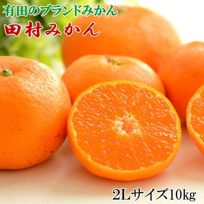 ZD7029_数量限定【ブランドみかん】田村みかん 約9kg (2Lサイズ) 911398 - 和歌山県湯浅町