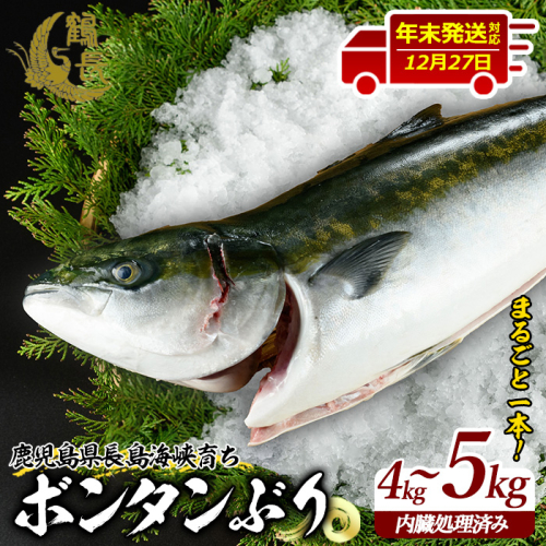 ＜2025年12月27日発送予定＞ボンタンぶりまるごと一本(内臓処理済) ぶり 柵 刺身 ブリ 切り身 鰤 1本 鮮魚 下処理済み 鮮魚 1匹 刺身 ぶりしゃぶ ぶりかま 【鶴長水産】turu-6070-1227 911737 - 鹿児島県長島町