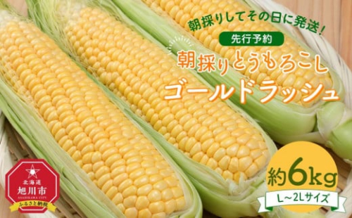【26年先行予約】朝採り とうもろこし ゴールドラッシュ 約6kg (L～2Lサイズ×15本) (2026年8月中旬発送予定) 【 人気 北海道産 糖度 生 野菜 スイートコーン 産地直送 バーベキュー BBQ コーン 旬 お取り寄せ 旭川市 北海道 】_01707