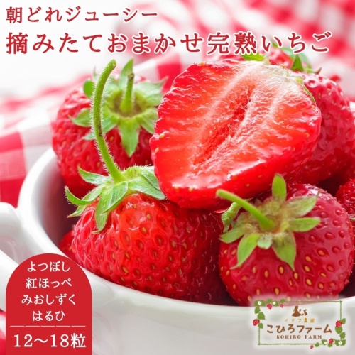 【贈答用】滋賀県湖南市産　摘みたて完熟いちご　約450g 果物類 苺 イチゴ  93021 - 滋賀県湖南市