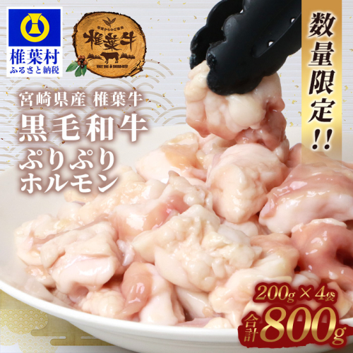 宮崎県産 椎葉牛 ぷりぷりホルモン（小腸）もつ鍋・焼肉用［宮崎 椎葉 国産 国産牛 ほるもん ホルモン 牛モツ もつ モツ もつなべ もつ鍋 モツ鍋 コラーゲン ホルモン単品 おつまみ つまみ やきにく 焼肉 BBQ バーベキュー アウトドア キャンプ 冷凍 贈物 ギフト お中元 お歳暮 日本三大秘境］【TK-82】 938000 - 宮崎県椎葉村