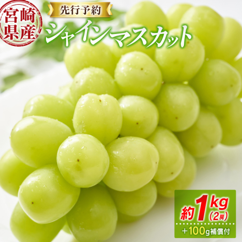 ＜先行予約＞シャインマスカット 2房 約1kg+100g補償付 ※2026年8月下旬～【B606-26】 940984 - 宮崎県新富町