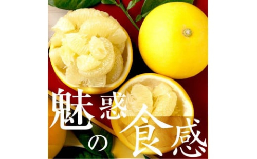 ☆至高の柑橘 高知産土佐文旦☆M 12玉入【家庭用】ぶんたん ブンタン 果物 柑橘 フルーツ お取り寄せ おいしい 美味しい 故郷納税 ふるさとのうぜい 返礼品 高知県 高知 951506 - 高知県土佐市