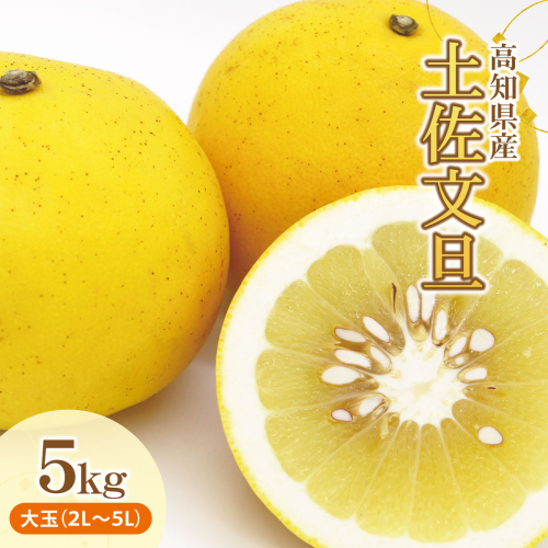 土佐文旦（ぶんたん）（大玉：２Ｌ～５Ｌ混合）約５ｋｇ【株式会社とさもん（土佐市）】 文旦 5キロ 約7～10玉 ぶんたん ブンタン 柑橘 果物 フルーツ お取り寄せ おいしい 美味しい 951640 - 高知県土佐市