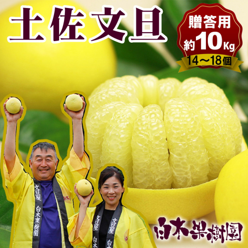 ＼果樹園直送／土佐文旦 約10kg 4L～3Lサイズ 13～18個入り 大玉・特大玉〈特選品贈答用〉果物 柑橘 フルーツ ぶんたん ブンタン 文旦 高知県土佐市 お取り寄せ 産地直送 おいしい 美味しい 返礼品 白木果樹園 954662 - 高知県土佐市