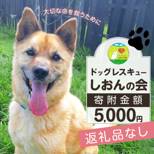 【野犬の保護活動】浜中町「ドッグレスキューしおんの会」を支援　5000円分 返礼品なし_H0039-005 956416 - 北海道浜中町