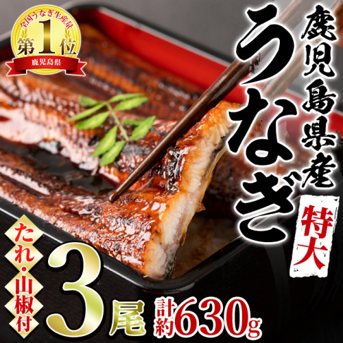 【0234303a】東串良町のうなぎ蒲焼(無頭)(3尾・計約630g・タレ、山椒付)うなぎ 高級 ウナギ 鰻 国産 蒲焼 蒲焼き たれ 鹿児島 ふるさと 人気【アクアおおすみ】 96357 - 鹿児島県東串良町
