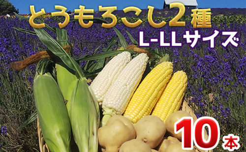 【 2025年 発送 】先行予約 かんのファーム 産 とうもろこし 食べ比べ 10本 セット( じゃがいも 付 ) 北海道 上富良野町 とうもろこし トウモロコシ セット じゃがいも ジャガイモ 先行受付 雪の妖精 ゴールドラッシュ  965539 - 北海道上富良野町