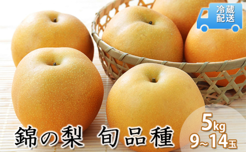 梨 5kg 先行予約 錦の梨 約9玉~14玉 フルーツ なし ナシ 果物 デザート 2025年発送 古里農園 配送不可:離島 96569 - 熊本県錦町