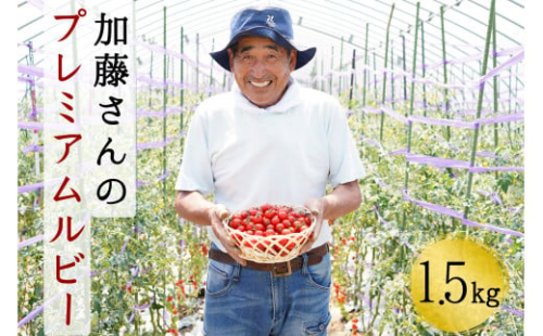 【2025年7月中旬から順次発送】【期間限定】加藤さんのプレミアムルビー 1.5kg 北海道産 高糖度 フルーツ ミニトマト サラダ パスタ スープ お弁当 産地直送 せたな町 ふるさと納税
