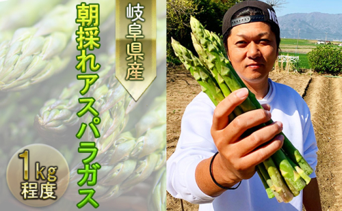 朝採れアスパラ 産地直送で鮮度抜群 966572 - 岐阜県輪之内町