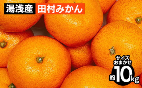 湯浅産 田村みかん 10kg（サイズおまかせ） ※2025年11月下旬～2026年1月下旬頃に順次発送予定 ※北海道・沖縄・離島への配送不可 978177 - 和歌山県美浜町