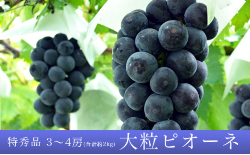 ぶどう ピオーネ 2kg 3～4房 特秀 【2025年9月中旬～10月中旬発送】 農家直送 山形県 朝日町産 山形産 ぶどう ブドウ 葡萄 グレープ 果物 フルーツ 秋 先行予約