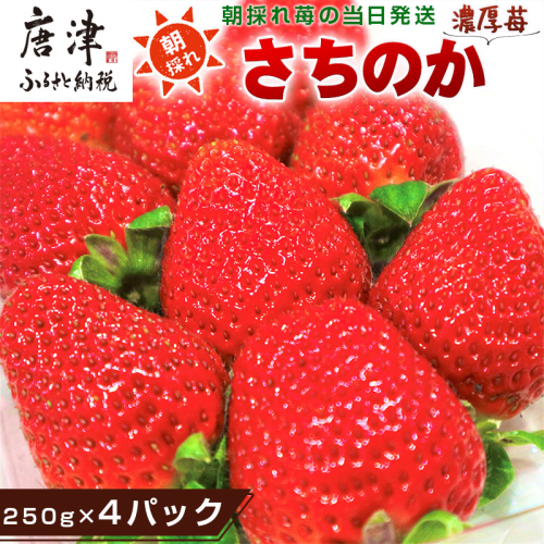 『先行予約』【令和8年2月より順次発送】濃厚苺 さちのか 250g×4パック(合計1kg) 濃厚いちご 苺 イチゴ 果物 フルーツ ビタミン 984647 - 佐賀県唐津市