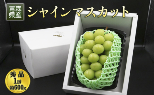 【青森県産】シャインマスカット 秀品 1房 約600g 果物 ぶどう フルーツ 豊かな甘み 種無し 皮ごと 大粒 化粧箱入り デザート  995748 - 青森県鶴田町
