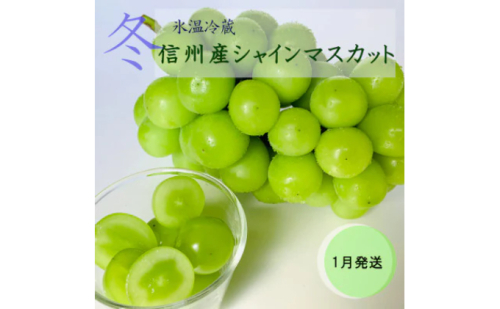 【2026年1月より順次発送】信州産冷蔵シャインマスカット 1房（600g以上）大粒＆大房 果物 ぶどう フルーツ みずみずしい 長野県産 食後 デザート  999726 - 長野県長野市