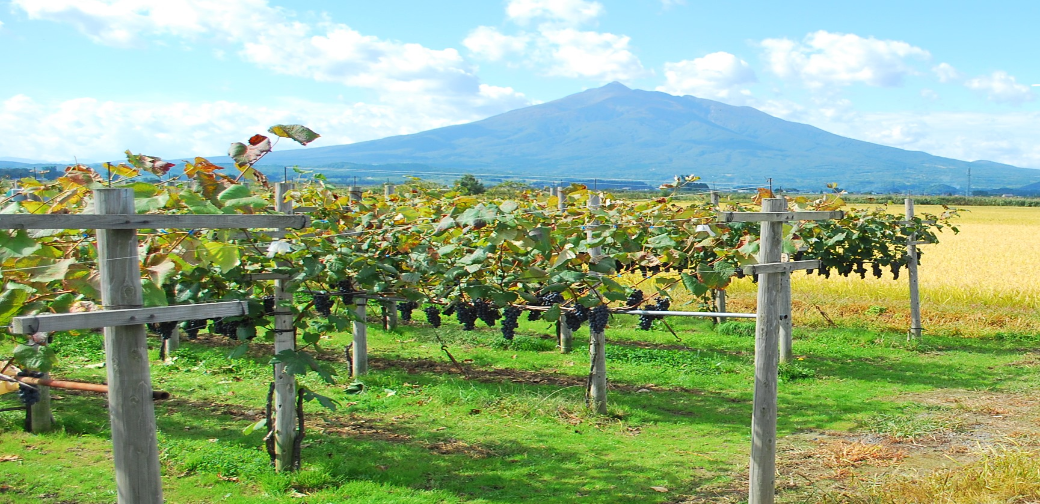 鶴田町