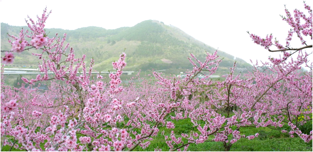 国見町