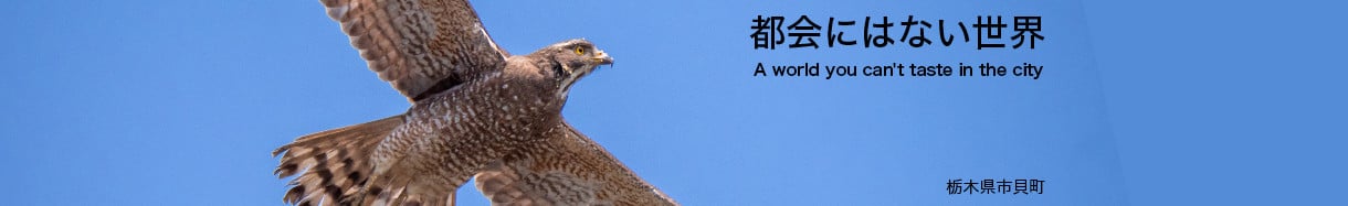 市貝町