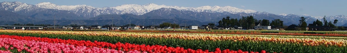 入善町