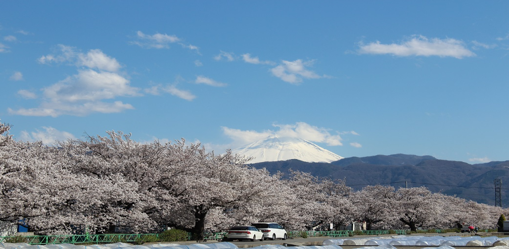 昭和町